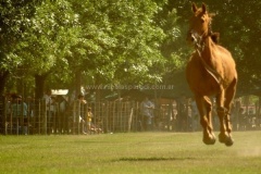 San-Antonio-de-Areco-17