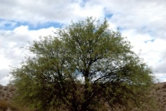El-Zapallar-34