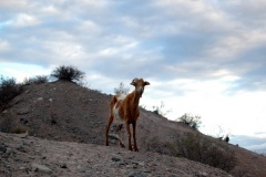 El-Zapallar-4